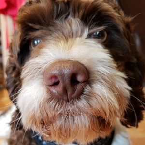 Meet your Posher, Andrew